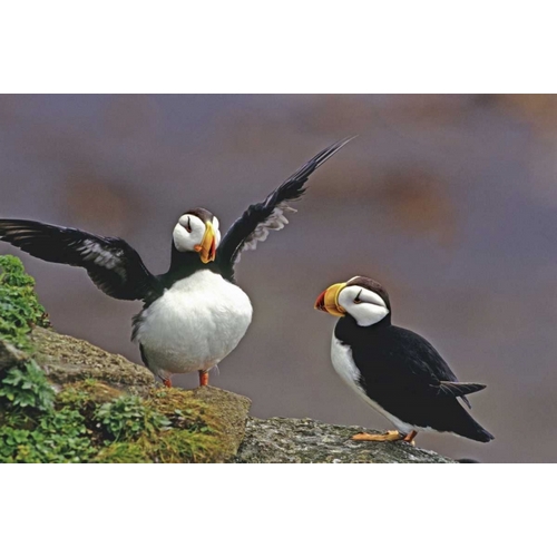 AK, St George Isl Horned puffins interacting